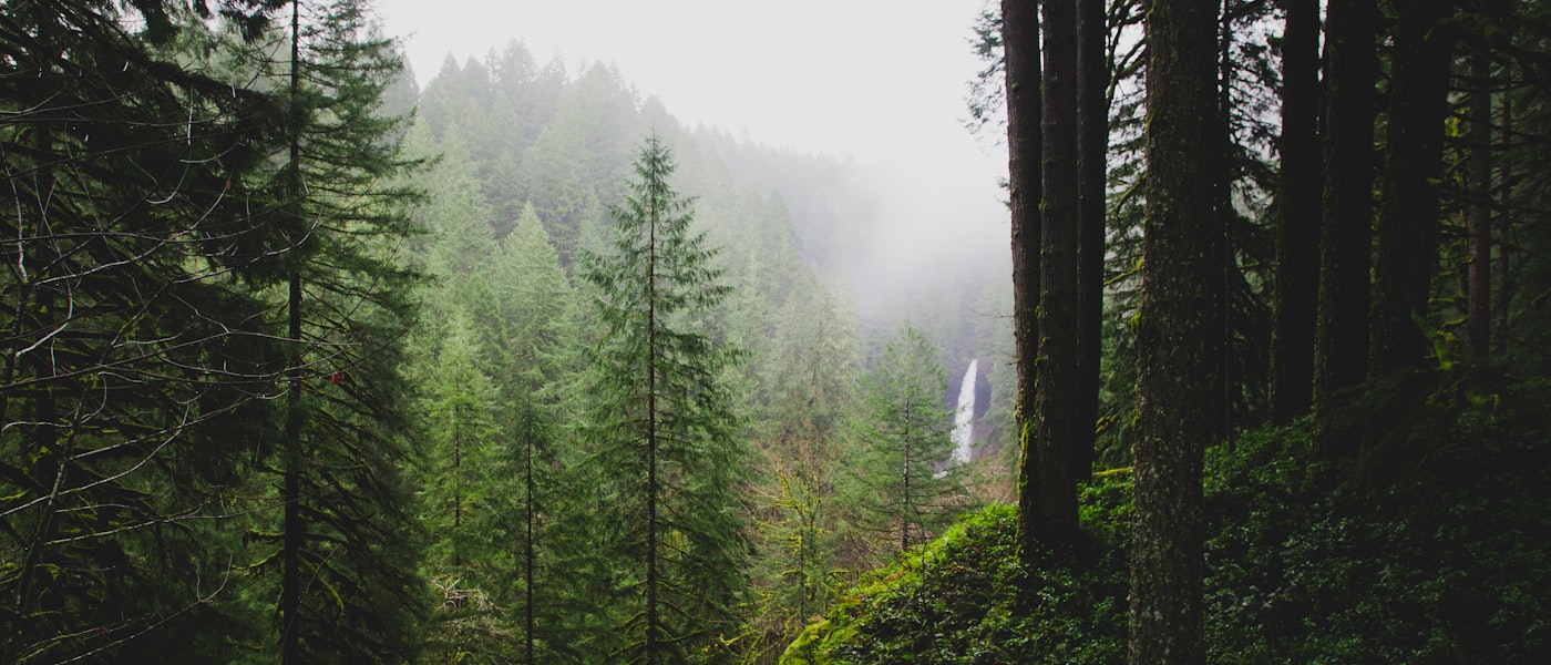 Dense Oregon forest in the Umpqua Valley near Roseburg