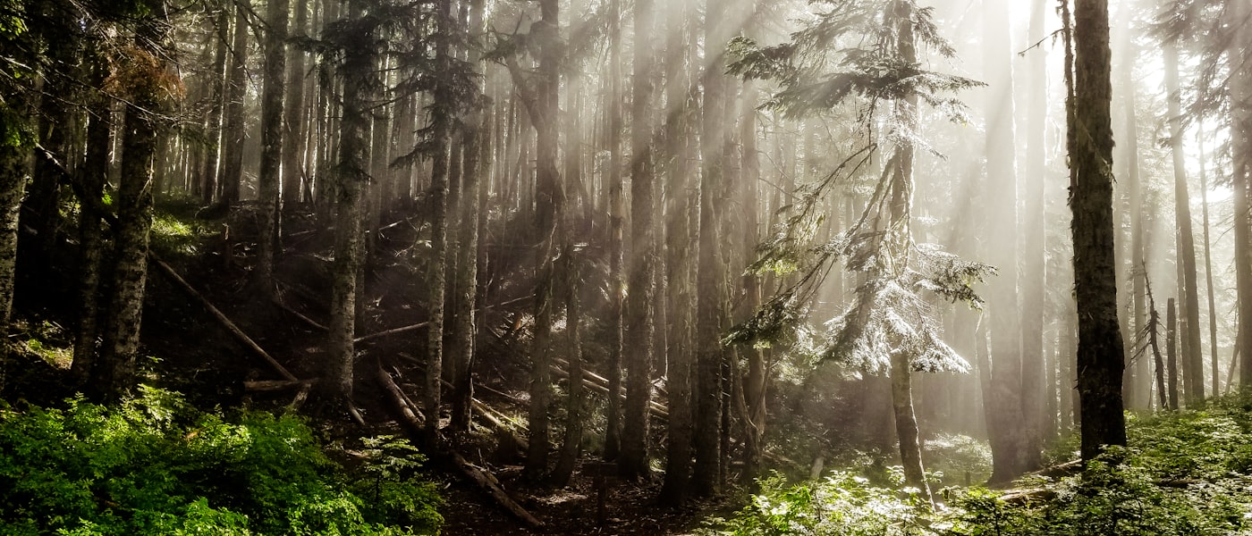 Sun rays through old-growth Oregon forest near Siletz